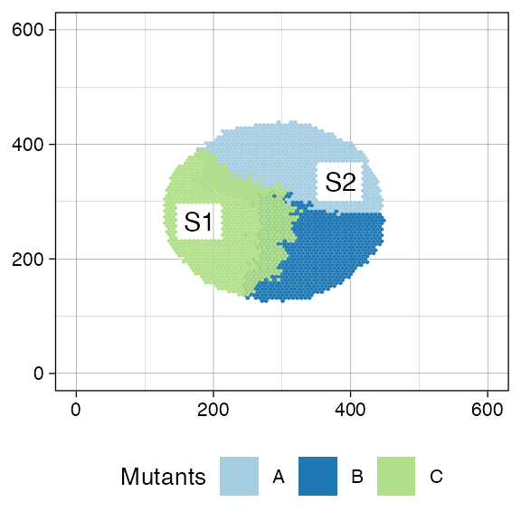 The three-mutants tumour just after collecting two samples: S1 and S2. The former mainly contains C cells; the latter A cells.