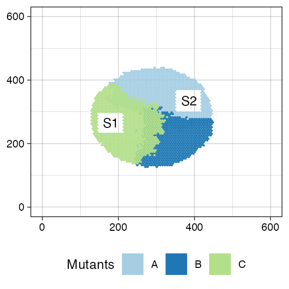 The three-mutants tumour just after collecting two samples: S1 and S2. The former mainly contains C cells; the latter A cells.